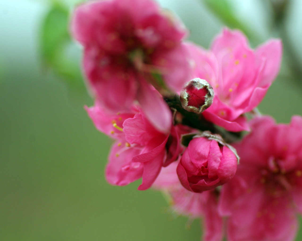 Việt Nam – Miền đất của hoa và tình yêu